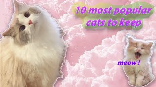Top 10 Most Popular Cat Breeds