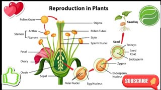 Reproduction in Plant