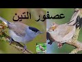 صوت عصفور التين جديد ومصمم حسب خبرة الملوك