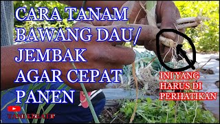 Cara Tanam Bawang Daun Agar Cepat Panen