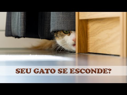 Vídeo: Por que meu gato está urinando muito?