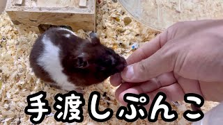 もちろんゴールデンハムスターにも与えます - YouTube