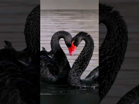 Video: Den svarta svanen är en ädel fågel