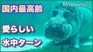 カバの水中ターンが可愛すぎる 国内最高齢51歳のドン Don the Hippo Japan's oldest