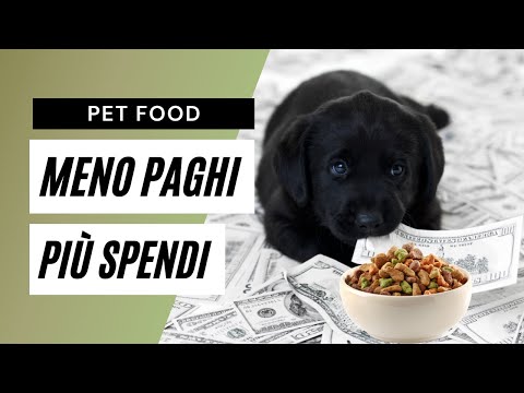 Video: Shopping per il tuo cane: quando spendere e quando risparmiare