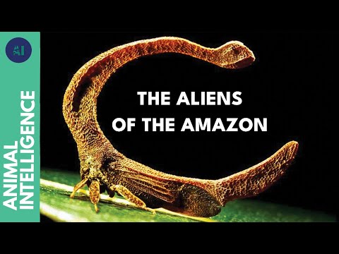 Treehoppers, weirdest insects