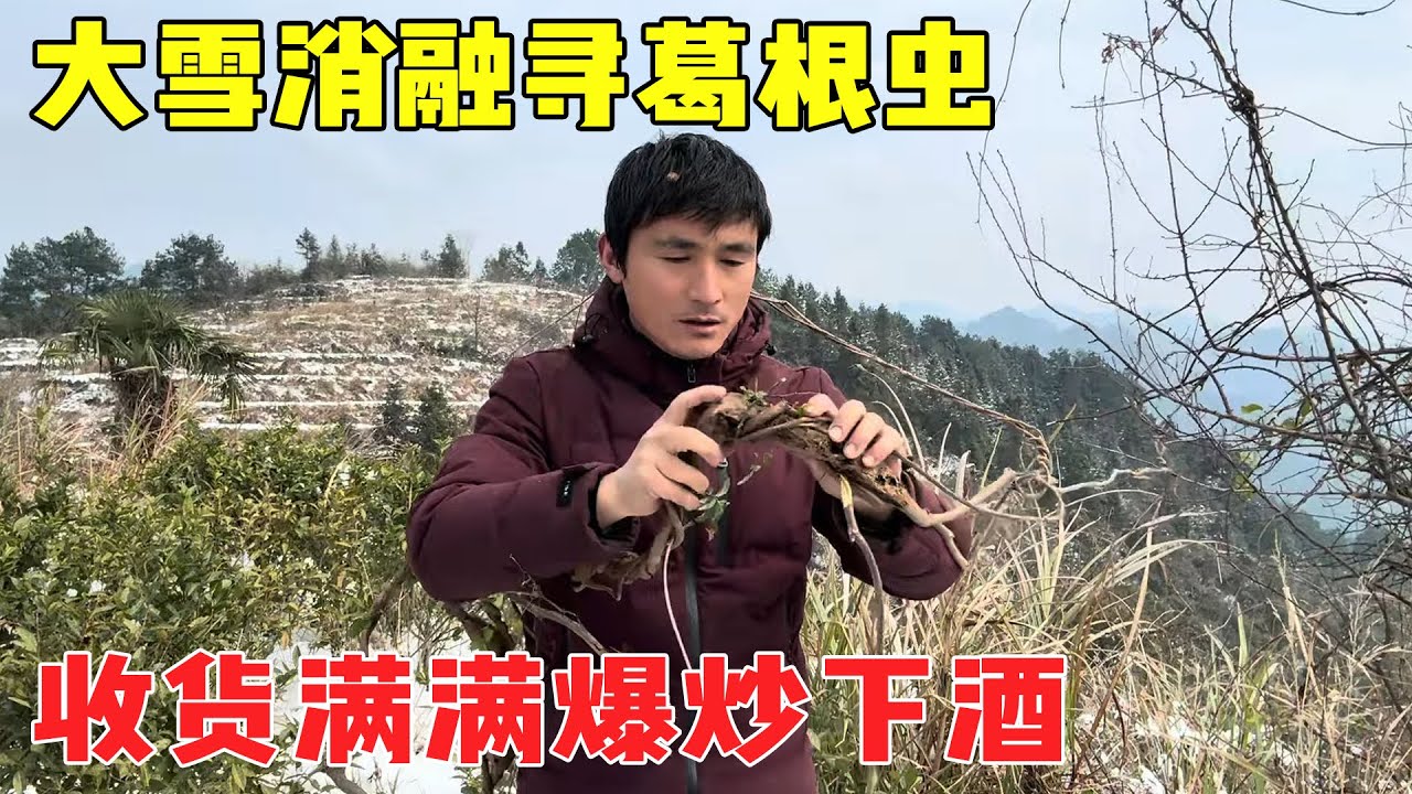 Снег в горах постепенно тает  и дядя выходит на поиски кудзу  чтобы жарить вино.