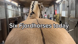 How to cut a horse mane like a pro #fjordhorse #trim mane #funfactsaboutanimals #14 #oddlysatisfying