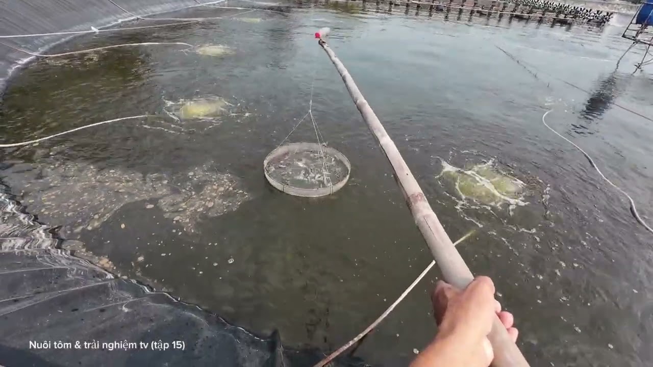 Nuôi tôm & trải nghiệm tv (tập 15)