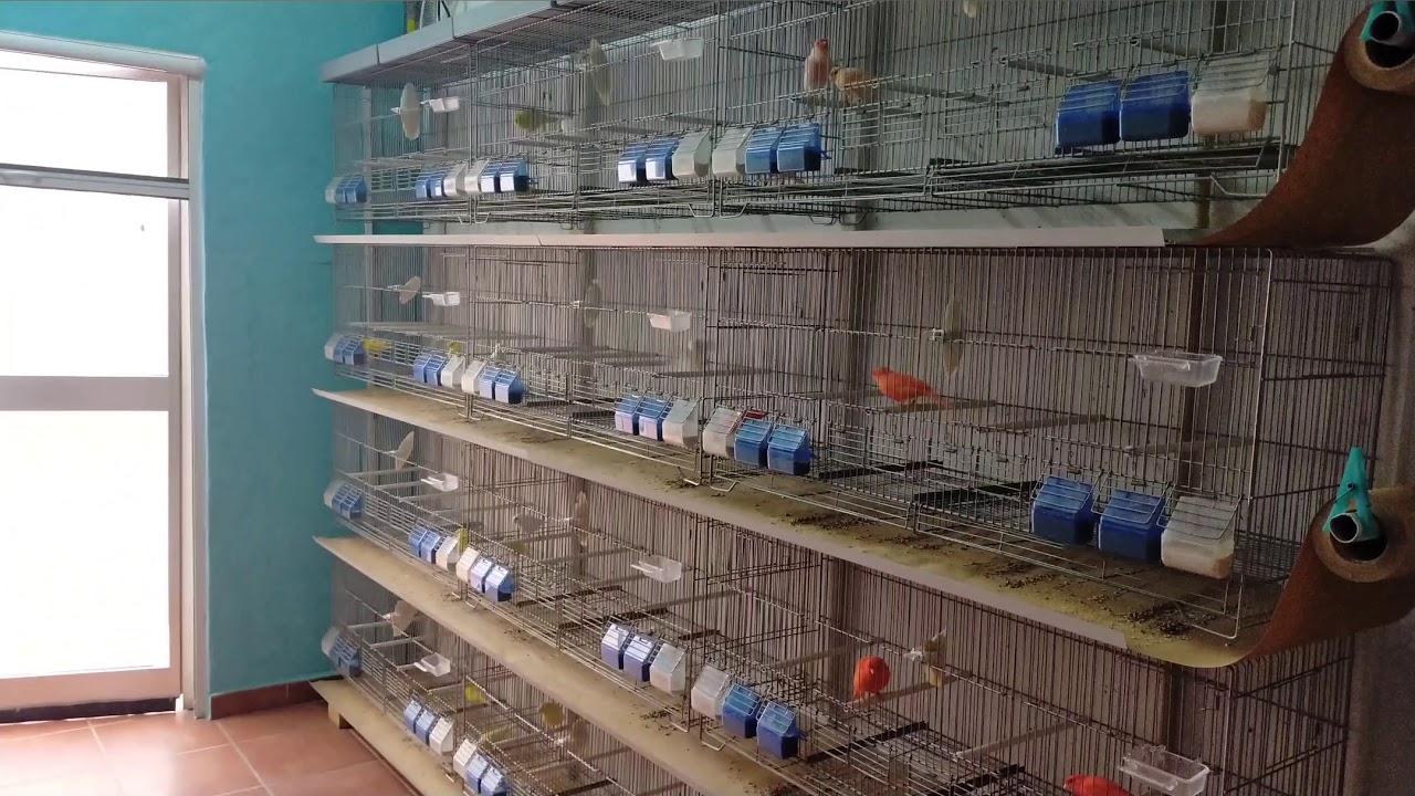 TRATAMIENTO DE EXZOLT EN EL AVIARIO