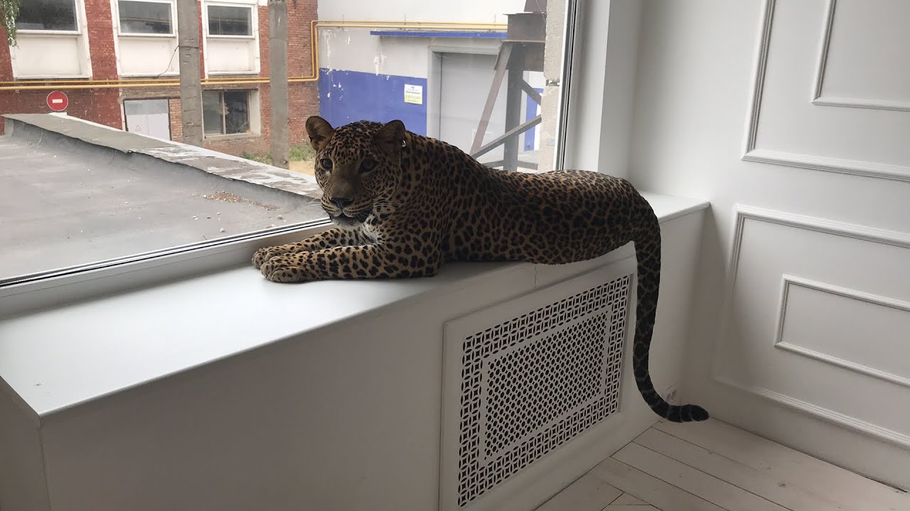 Леопард Фото Животного В Хорошем Качестве