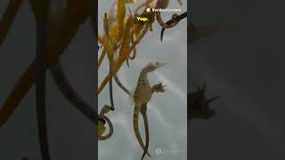 These Animals Break the Rules of Reality #youtubeshorts #youtube #ytshorts #yt #animals #nature