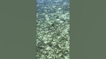 In Raja Ampat, even the ocean joins you for morning coffee 🌊 #rajaampat #walkingShark #naturelovers