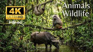 Animals Wildlife Discovery PART 2 | Wildlife of Amazon 4K ULTRA HD