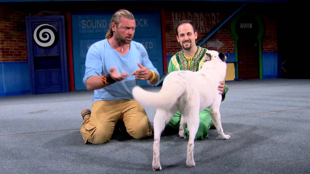 Profissão Cachorro: Cão Artista