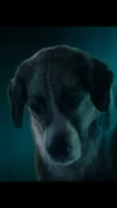 O CHAMADO DA FLORESTA-FILME