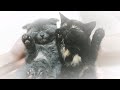 【かわいい猫動画】寝姿が可愛くて癒される 子猫たちの性格