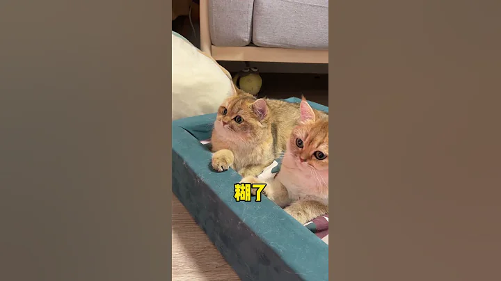 【牛奶是只猫】有些小猫咪烤着烤着就……#猫咪的迷惑行为 - 天天要闻