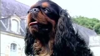 Cavalier King Charles ou épagneuls nains anglais