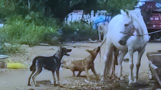 ¡Aterrado! Los Perros Ferales Atacan A Un Caballo ¡Instantes Increíbles De Animales Destruidos «s» !