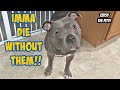 Talking Pitbull Teaches His Puppy Brother How To Get A Treat!