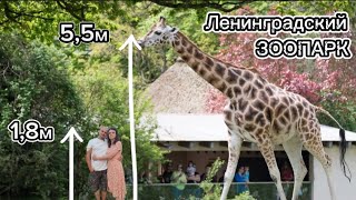 видео: Ленинградский зоопарк/Проект XIX века/ВЛОГ о Питере картинка: Ленинградский зоопарк/Проект XIX века/ВЛОГ о Питере