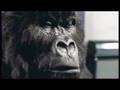 The famous cadbury gorilla drummer ad phill collins