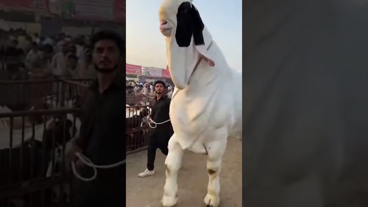 Eid al-adha big animal #shorts #viral