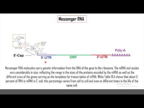 Video: RNA-valgu Interaktsioonide Tervikliku Eksperimentaalse Tuvastamise Meetodid