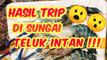 HASIL UDANG GALAH DI SUNGAI TELUK INTAN !!