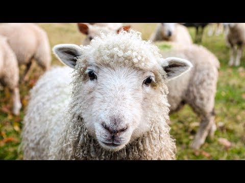 sheep. - sheep.