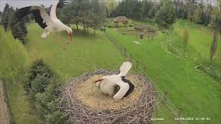 Lądowanie nowej samicy. 10.04.2024 #storks #bociany #birds #spring #migration #bociany