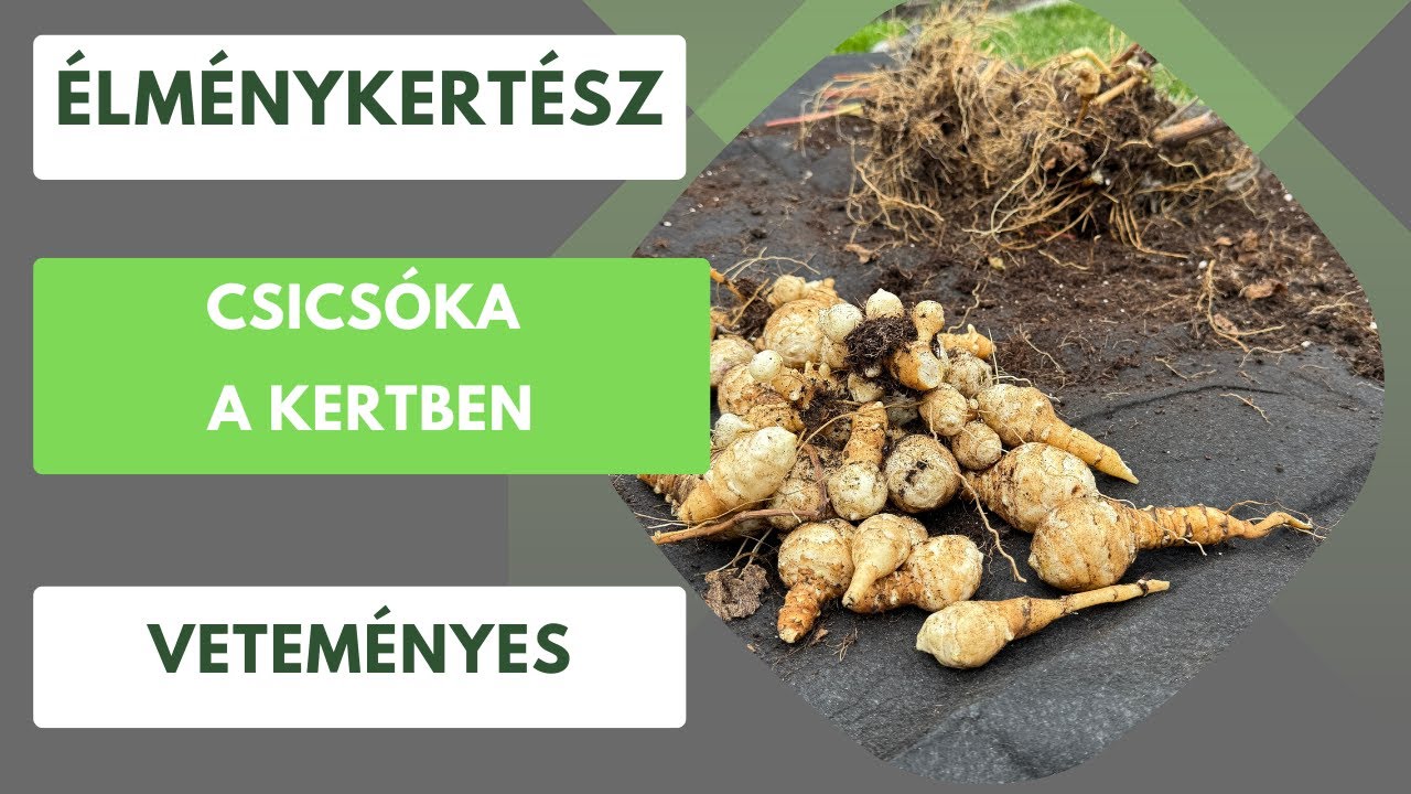 Csicsóka és földimandula: Két szuperzöldség, melyek tele vannak tápanyagokkal!