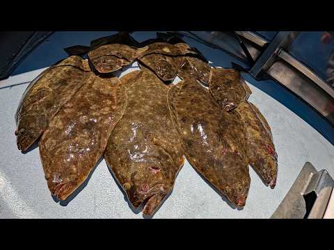 Flounder (Fluke) Fishing Limit - Saved $$ on Gulp Being Lazy and Cheap!