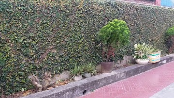 Hình ảnh thực tế cây vảy ốc