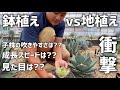 【アガベ】地植えと鉢植えでどのような育成差が出るのか??