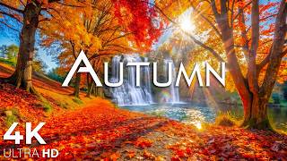 Beautiful October Autumn Forest 4K 🍁 Peaceful Nature Sounds, Healing Music & Deep Relaxation screenshot 5