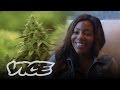 Weediquette: VICE Meets the F*ck It I Quit Lady