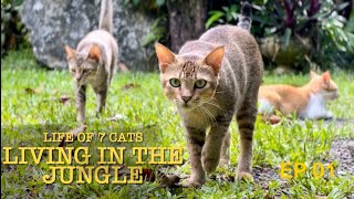 Life of Seven Cats In a Jungle | Nature ambiance of a tropical forest in Sri Lanka