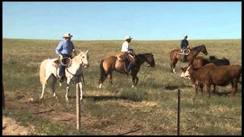 Beef Quality Assurance Program