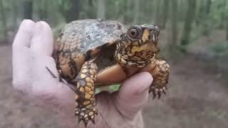 Box turtle release