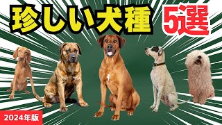 【知られざるレア犬種の魅力】2023年の登録数1頭だけの希少犬種5選の特徴、性格、などを徹底解説
