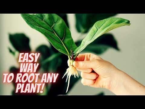 Video: Ce este un guler pentru plante – Cum să faci un guler pentru plante pentru a descuraja dăunătorii