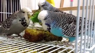Budgies Love Fresh Birdie Bread