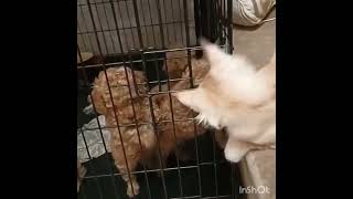 Веселые щенки пуделя и смешной котенок Мейн - Кун.