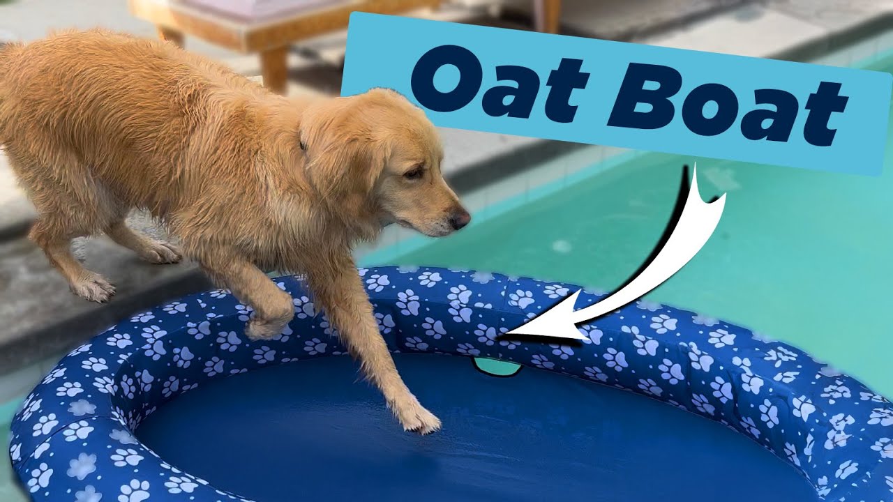 All of my dog (Oatmeal)'s floaties