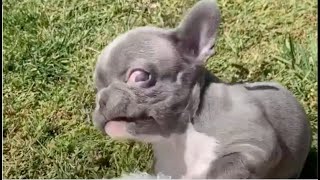 Terrified, Tiny Frenchie contemplated fleeing, convinced an earthquake was imminent.