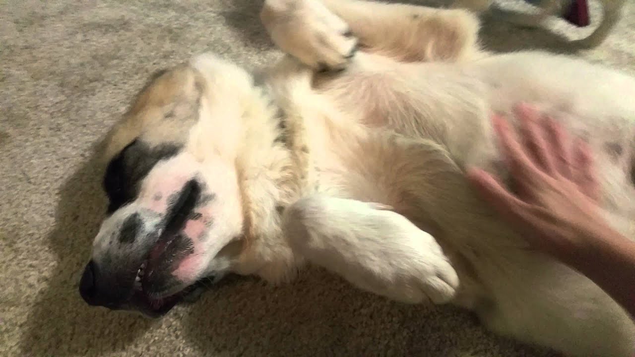 Dog Smiles For A Belly Rub YouTube