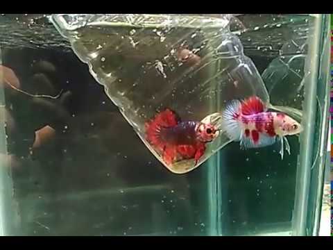 770+ Gambar Ikan Cupang Marble Terbaru