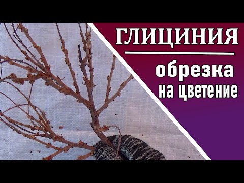 Глициния Обрезка глицинии осенью или весной для цветения Подробно Крупным планом